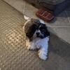 Shih tzu puppy - mopsy