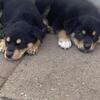 Husky mix with rottie puppies