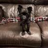 KB BLACK yorkie