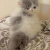 Blue and White male Pure Persian