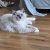 Beautiful blue mink Ragdoll; 6 months 