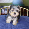 AKC Teacup Yorkie Puppy Boy (Gio)