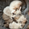 Ragdoll kittens in Northern Virginia