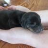 Miniature Dachshund Puppies | Family-Raised and Registered