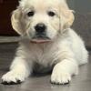 English Cream Golden Retriever puppies. 