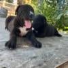 Cane corso puppies for sale