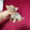 Three Female Chihuahua Puppies