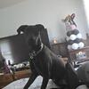 10 month DoberDane