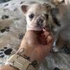 4 x Grinchie bloodline