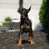 Huge AKC European Doberman Pinscher Puppies Ready To Go Home!