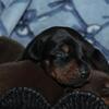 Westcoast Doberman puppies ready april