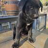Lab/husky puppies