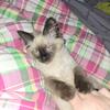Himalayan female kitten 