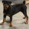 Female AKC Rottweiler 