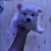 New Baby Pomeranian Pups (NewLitter)