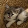 Maine coons