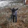 Baby goats for sale