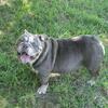 English Bulldog