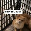 pomeranian boy 