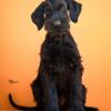 Giant Black Schnauzer puppies