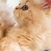 Ginger persian ready for new home