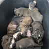 Bully Champion bloodline..