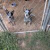 Bison Ridge blue and red heelers