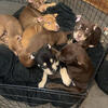 Tri American pocket bully