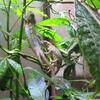Ambilobe Panther Chameleons 