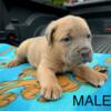 Cane Corso Puppies, Italian mastiff
