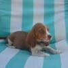 Full Blooded beagle puppies for sale