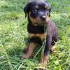 Rottweiler puppies - male and female