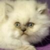 Blue Lynx Point  Persian Male Kitten