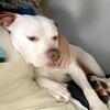 4 year old pit bull