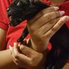 Cane Corso puppies for sale 