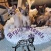 SALE Snow Bengal Kittens