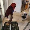 Two baby female Eclectus for sale