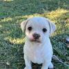 The puppies are a mix of pug and wiener dog 