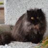 CFA Registered Persian Kittens and Exotic Shorthairs