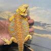 Bearded dragon juvenile