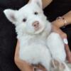 Albino Siberian Husky pups