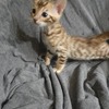 Bengal kittens 1f 1m