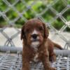 Cavapoo Male puppies available