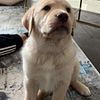 Labrador Retreiver Puppy