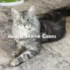 Large Champion Silver Male Maine Coon available for stud in Kansas & Missouri