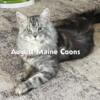 Silver Male Maine Coon available for stud in Kansas/Missouri