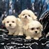 Maltese puppies ! One male and one female available as of now !