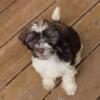 Havanese - Super Sweet  Chocolate AKC boy