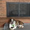 Olde English Bulldogge