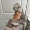 Doll Face Persian Kittens Rare Colors 